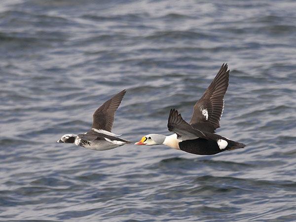 Kyhmyhaahka, King Eider, Somateria spectabilis